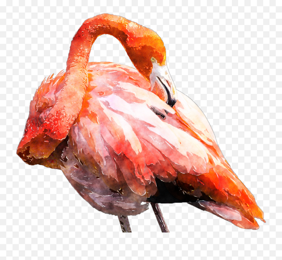 Download Hd Graphic Transparent Flamingo Clipart Watercolor - Greater Flamingo Emoji,Flamingo Clipart