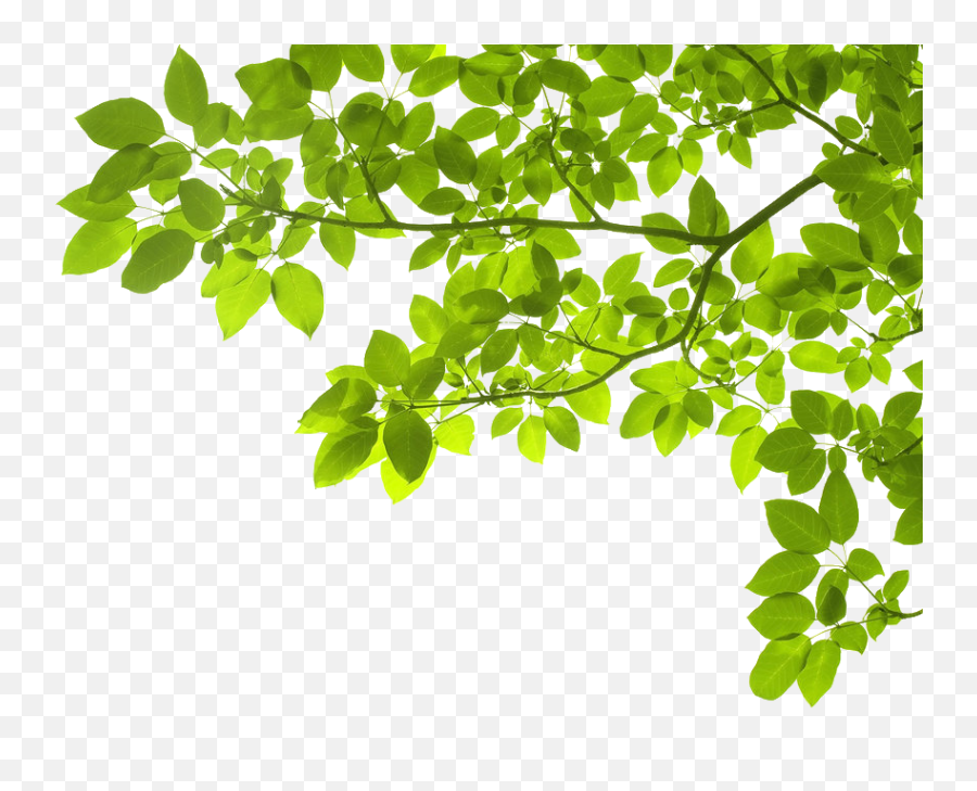 Leaves And Leaf Png Images Transparent Background Png Play - Leaves Green Png Emoji,Leaves Png