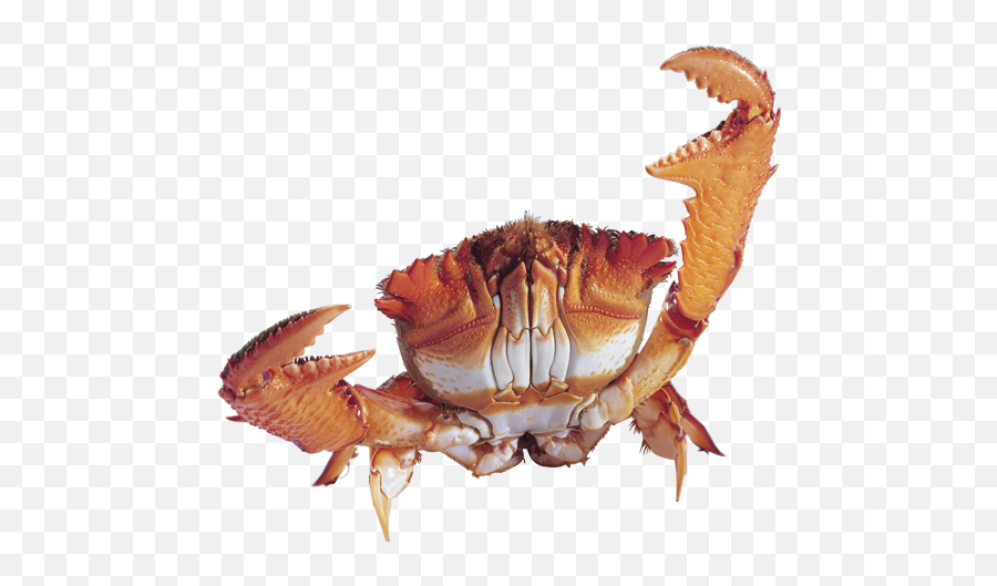Crab Png - Crab Png Transparent Emoji,Crab Transparent Background