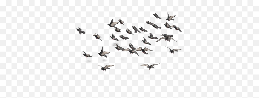 Flock Of Bird No Background Png Play - Birds No Background Png Emoji,Flock Of Birds Png