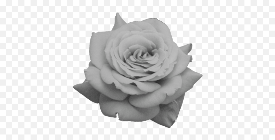 Black Roses Tumblr Transparent - White Rose Gif Transparent Emoji,Black Rose Png