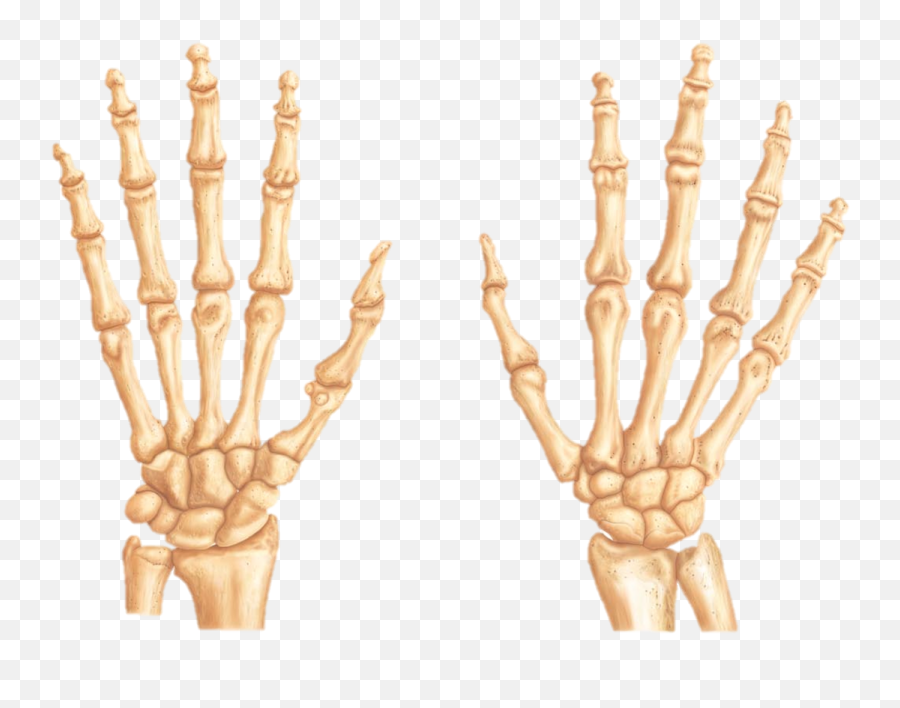 Skeleton Hand - Carpal Bones Emoji,Skeleton Hand Png
