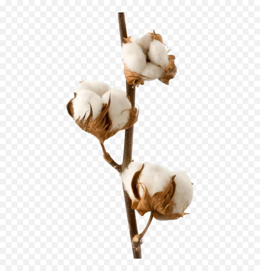 Organic Cotton Png High Quality Image - High Resolution Coton Plant Emoji,Organic Png