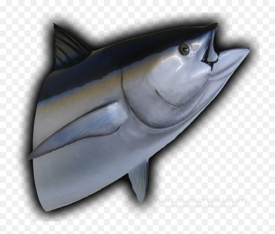 Tuna Head Mount Fish Mounts Replicas Emoji,Fish With Transparent Head