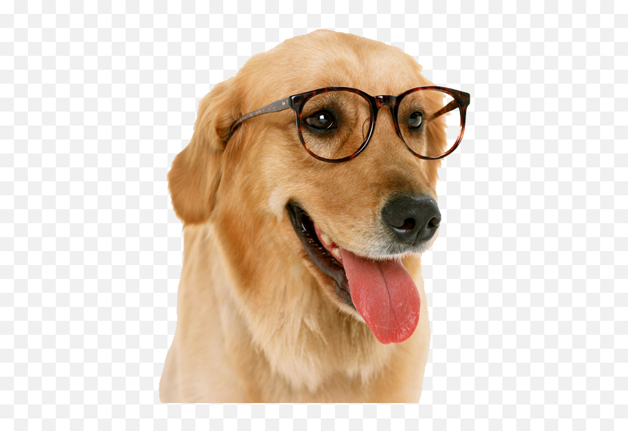Images Png Transparent Background - Dog With Glasses On Transparent Emoji,Doge Png