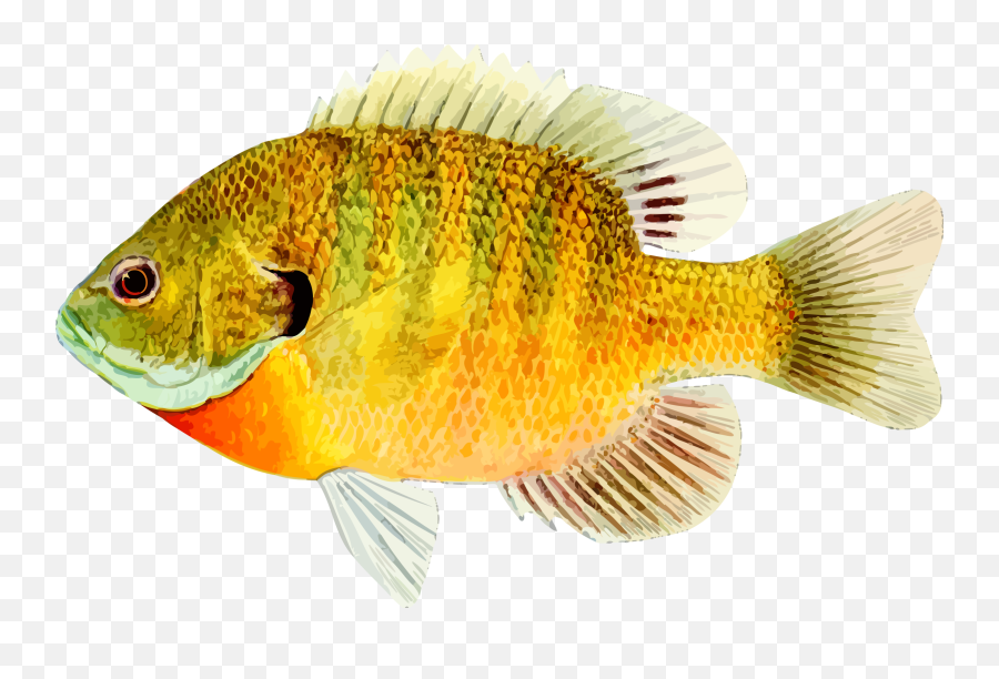 Fish Images Hd Posted By Samantha Walker - Fish Animal Emoji,Transparent Fish