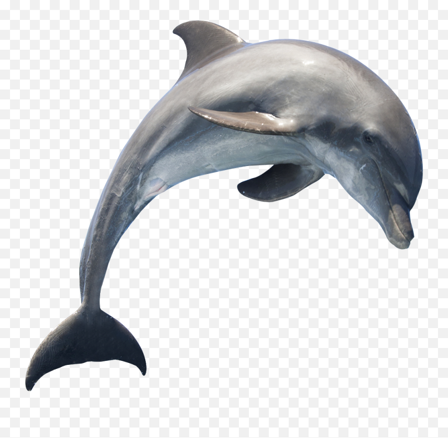 Dolphin Png Transparent Free Images Dolphin Png Emoji,Dolphin Silhouette Png