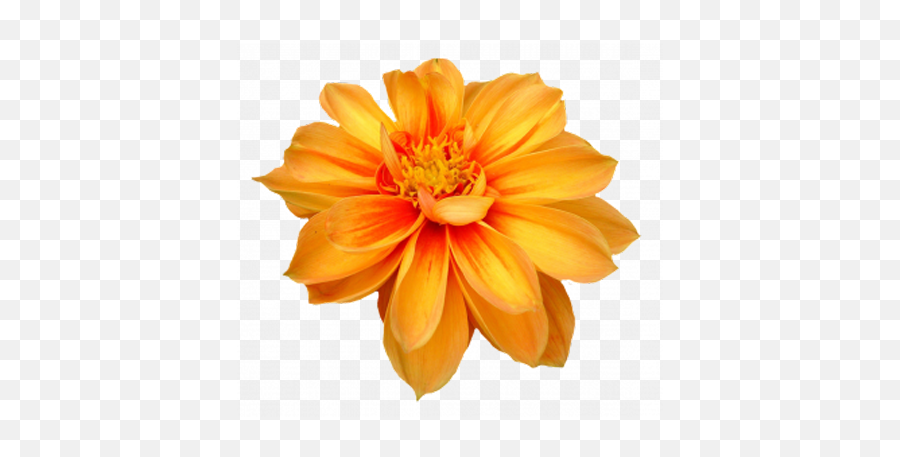 Flower Png Image - Purepng Free Transparent Cc0 Png Image Emoji,Daisy Flower Png