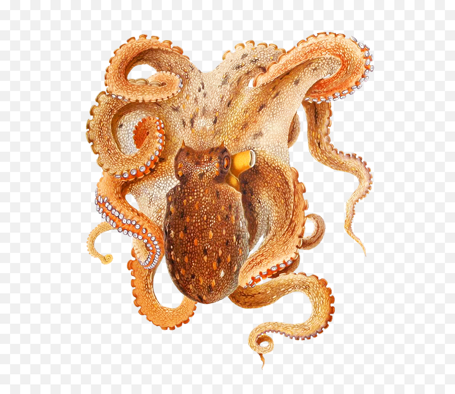 Octopus Clipart Emoji,Octopus Clipart Free