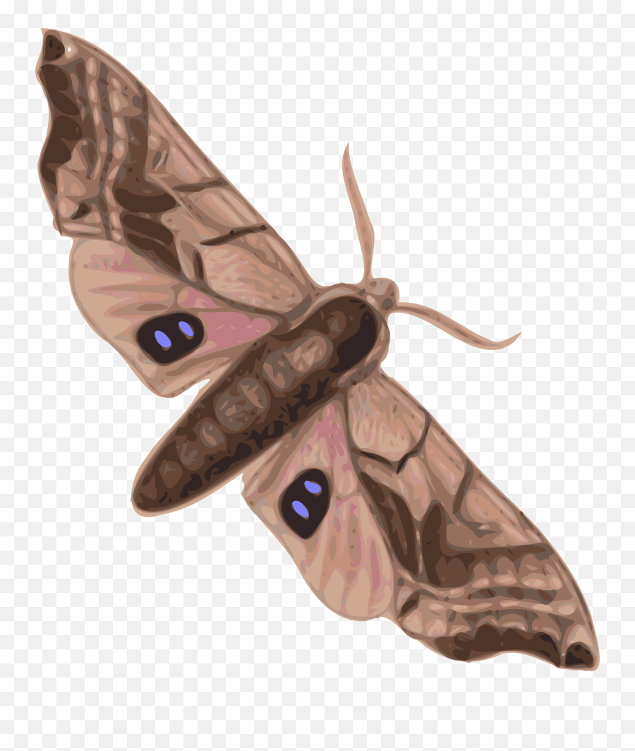Moth Clipart Transparent Cartoon - Moth Clipart Emoji,Moth Transparent