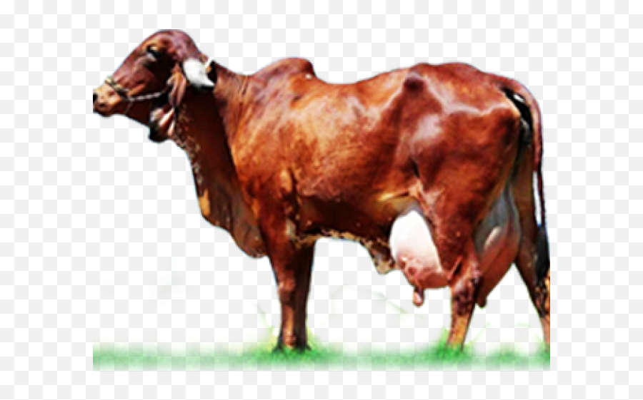 Ox Clipart Gir Cow - Gir Cow Information In Marathi Full Gir Cow Milk In Jaipur Emoji,Ox Clipart