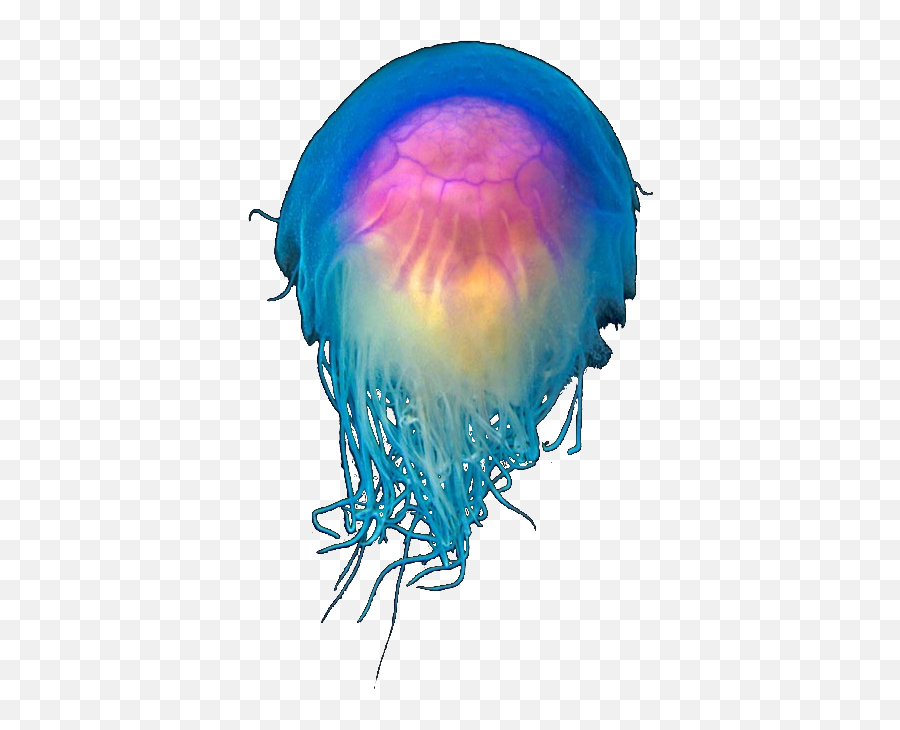 Jellyfish Png - Clipart Transparent Library I Like Weird Bioluminescence Emoji,Jellyfish Clipart