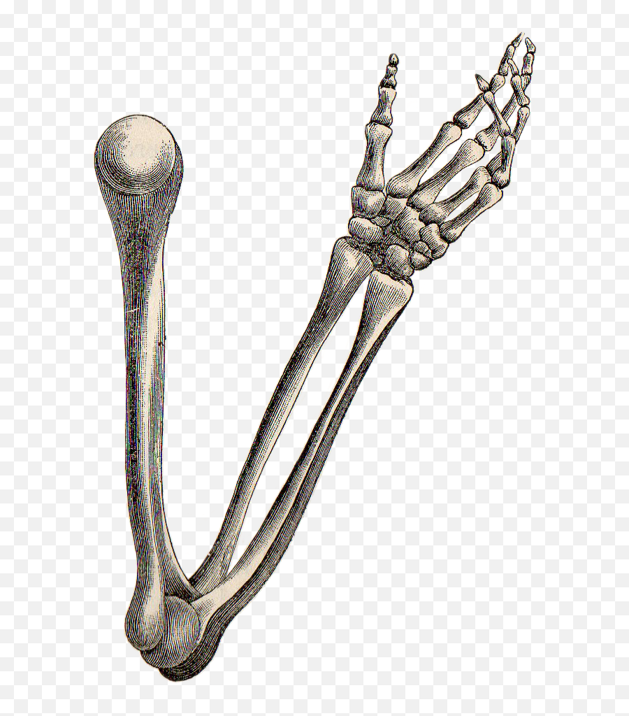 Skeleton Arm And Hand Drawing Free - Skull Arm Emoji,Skeleton Hand Png