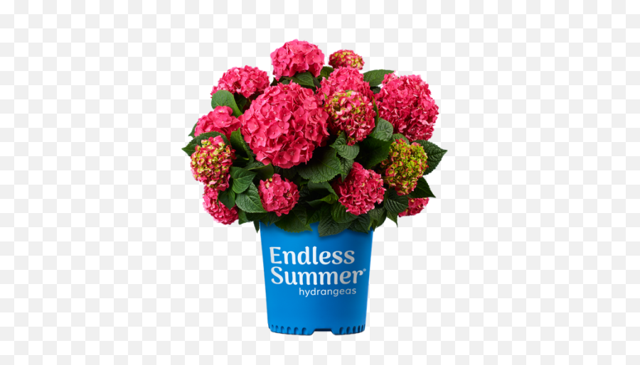 Summer Crush Bigleaf Hydrangea - Endless Summer Hydrangea Summer Crush Emoji,Hydrangea Png
