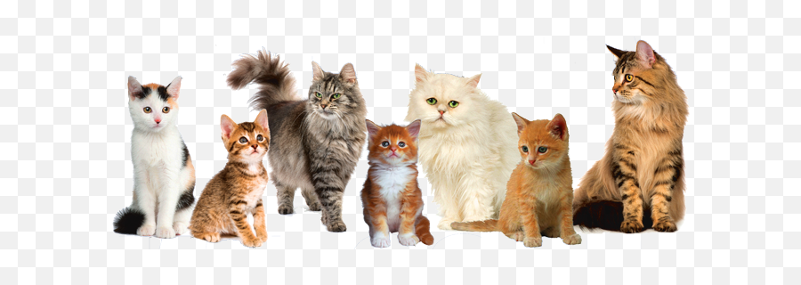 Download Cat Png Image - Cat Breeds Emoji,Cat Png
