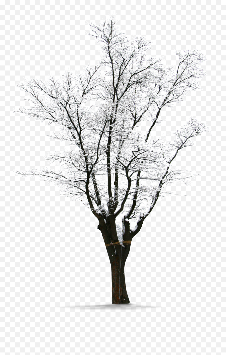 Download Winter Trees Snow Png Download Free Clipart Png - Winter Trees Snow Emoji,Snow Png