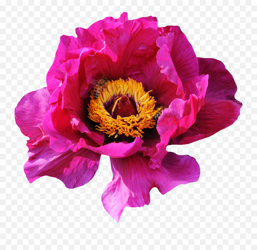 Pink Rose Flower Png Image Emoji,Pink Flower Png