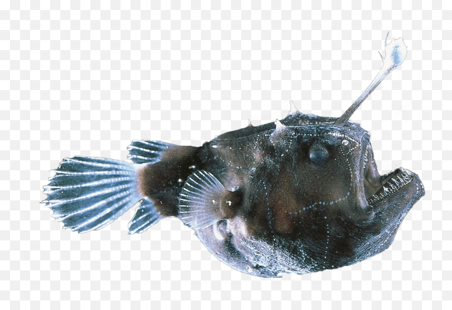 Best 54 Fishing Rod Transparent Background On Hipwallpaper - Deep Sea Fish Emoji,Fish Transparent Background