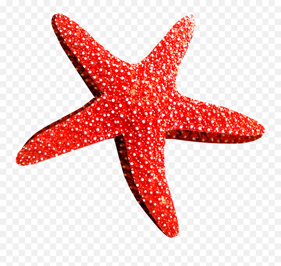 Starfish Png - Starfish Png Emoji,Star Fish Png