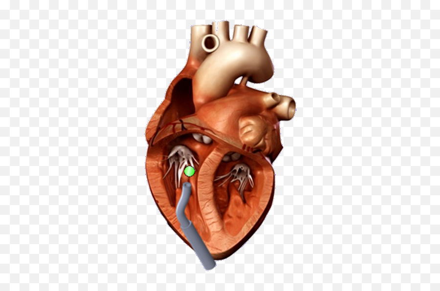 Download File - Heart 3d Heart Model Full Size Png Image Opened Heart Emoji,3d Heart Png