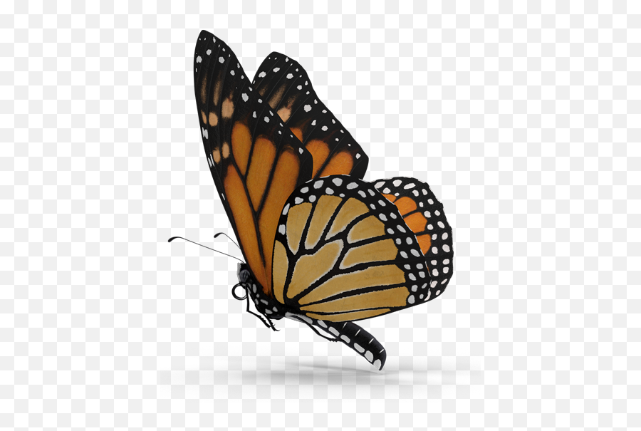 The Chrysalis Project - Monarch Butterfly Emoji,Monarch Butterfly Png