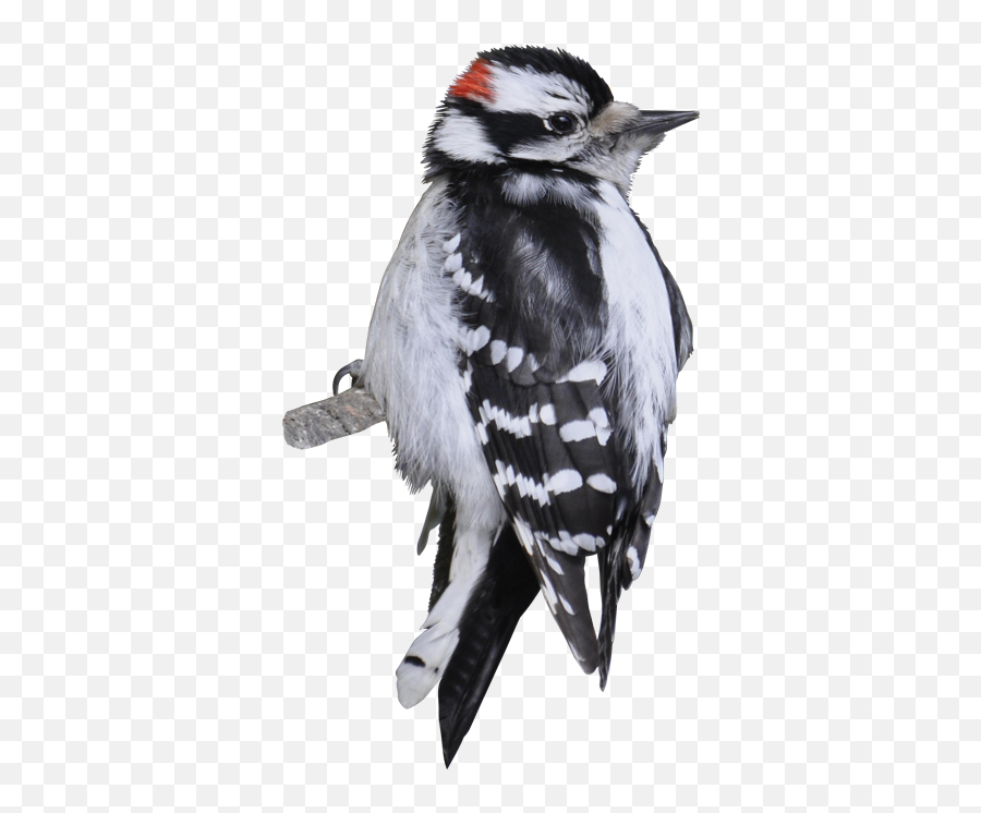 Download Downy Woodpecker Png Image Emoji,Woodpecker Png