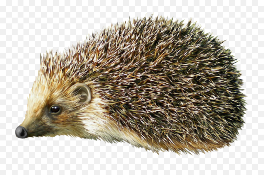 Free Cute Hedgehog Cliparts Download - Porcupines Png Emoji,Hedgehog Clipart