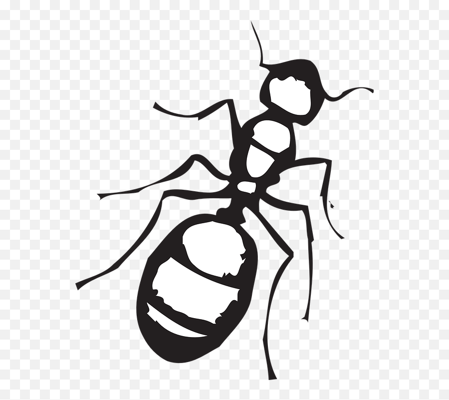 Firefly Clipart Coloring Page - Ant Black And White Ant Black And White Clipart Emoji,Firefly Clipart