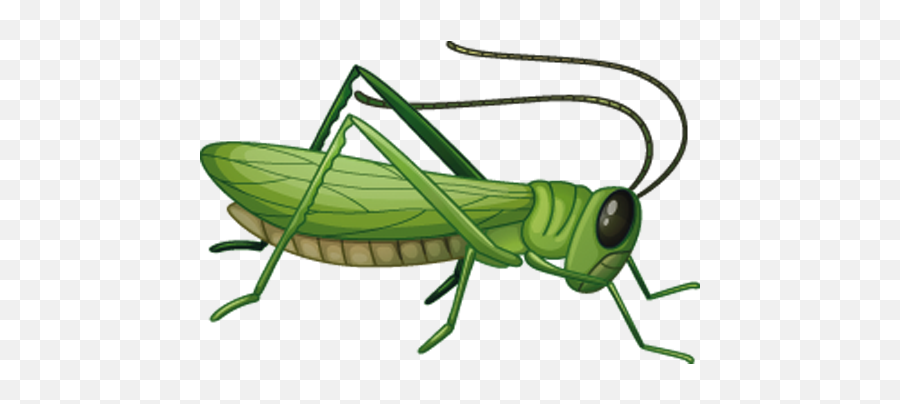 Grasshopper Clipart Png Transparent Png - Clipart Grasshopper Png Emoji,Grasshopper Clipart