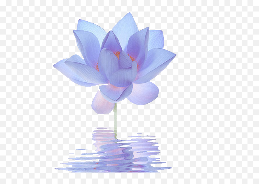 Egyptian Lotus Flower Png U0026 Free Egyptian Lotus Flowerpng - Blue Lotus Flower Png Emoji,Lotus Flower Clipart