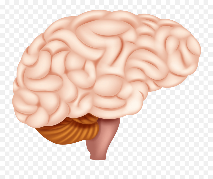 Brain Clipart Transparrent - Clipart World Human Brain Emoji,Brain Clipart Png