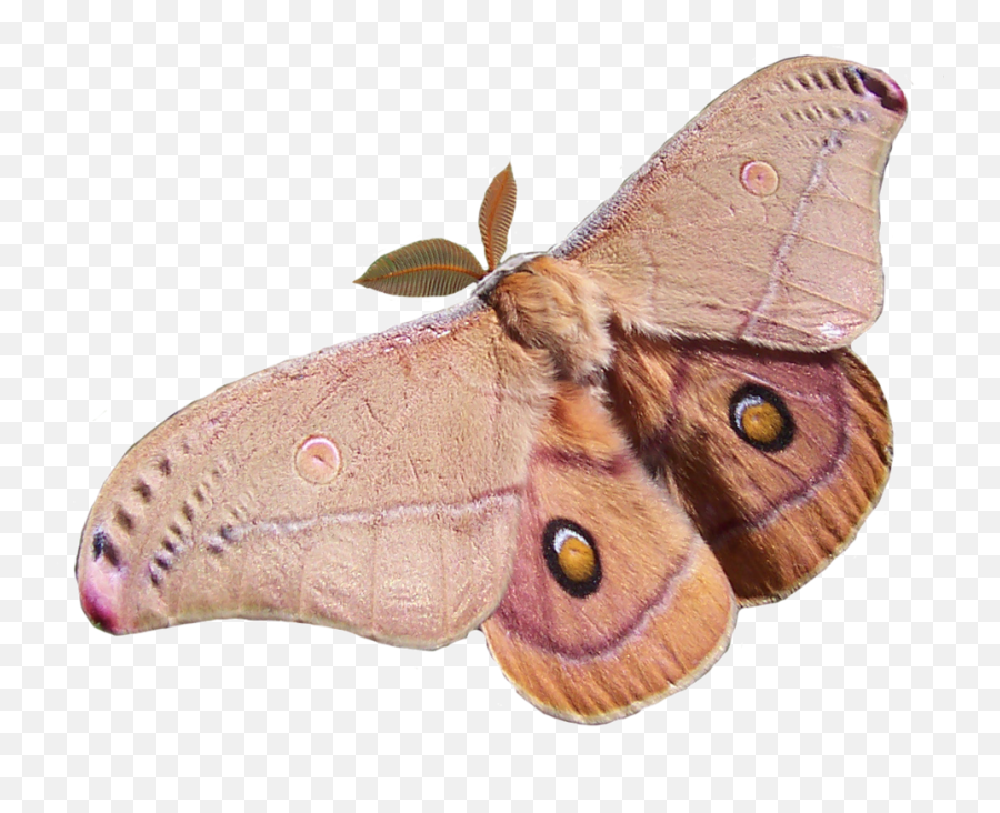 Polyphemus Moth Transparent Bkgrnd - Moth Animal Emoji,Moth Transparent