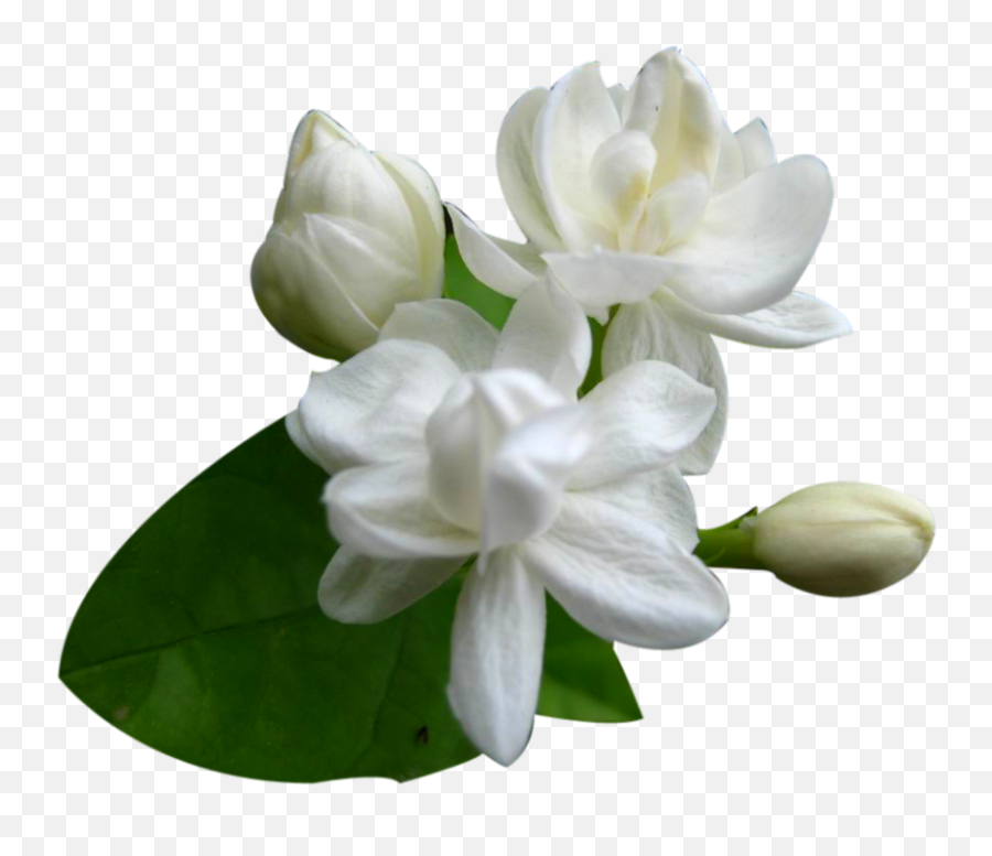 Download Flowers Free Png Transparent - Flower Jasmine Bud Emoji,Flower Clipart Transparent