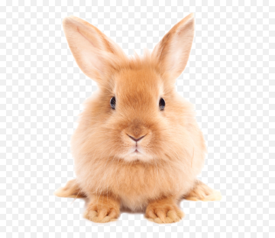 Bunny Png Image - Easter Rabbit Png Emoji,Bunny Png