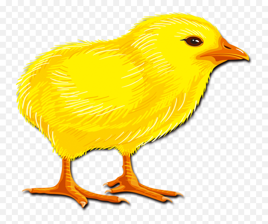 Hair Chicken Rooster Chick Transprent Png Free - Chicken Emoji,Chicken Clipart Free