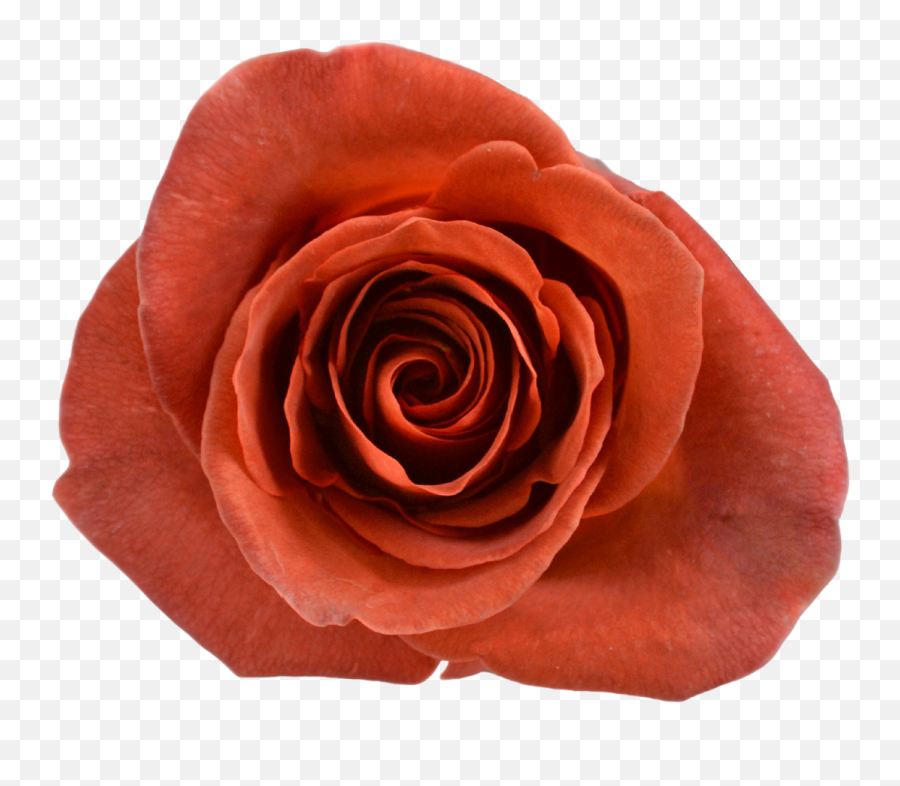 Roses In Ecuador - Producing More Than 100 Varieties Tessacorp Emoji,Logo De Instagram Sin Fondo