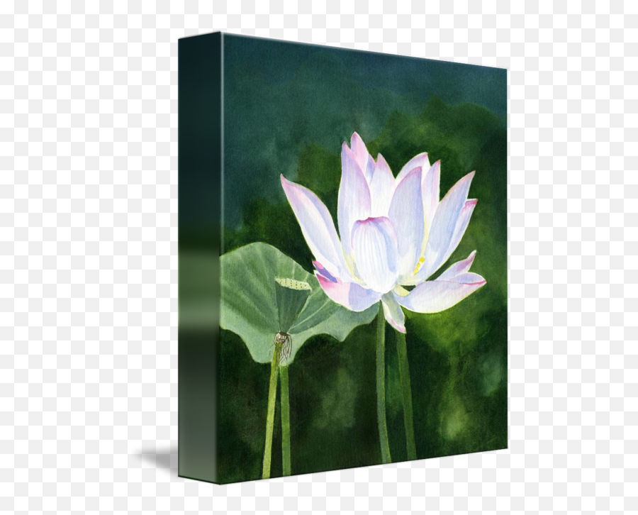 White Lotus Blossom With Dark Abstract Background By Sharon Emoji,White Lotus Png