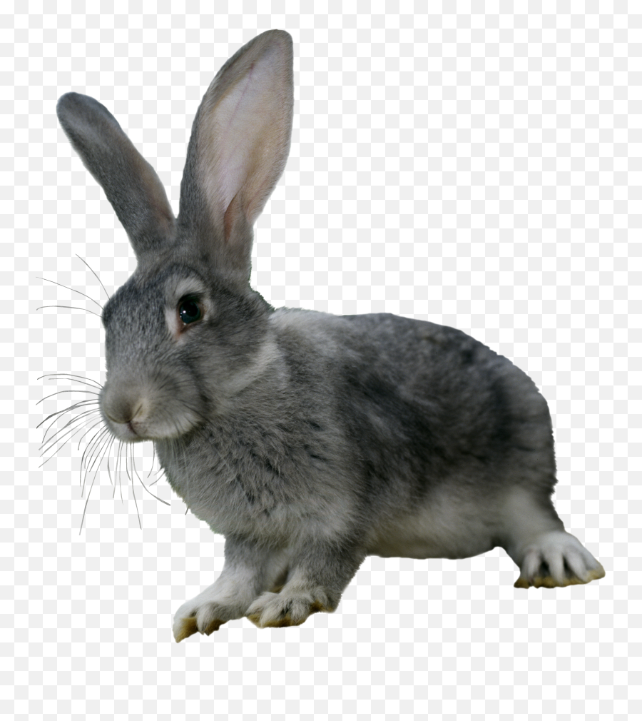 Rabbit Png - Domestic Rabbit Emoji,Rabbit Png