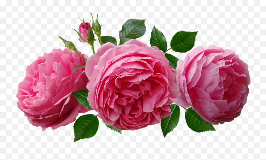 Roses Pink Fragrant - Free Photo On Pixabay Le Rose Rosa Png Emoji,Rosas Png