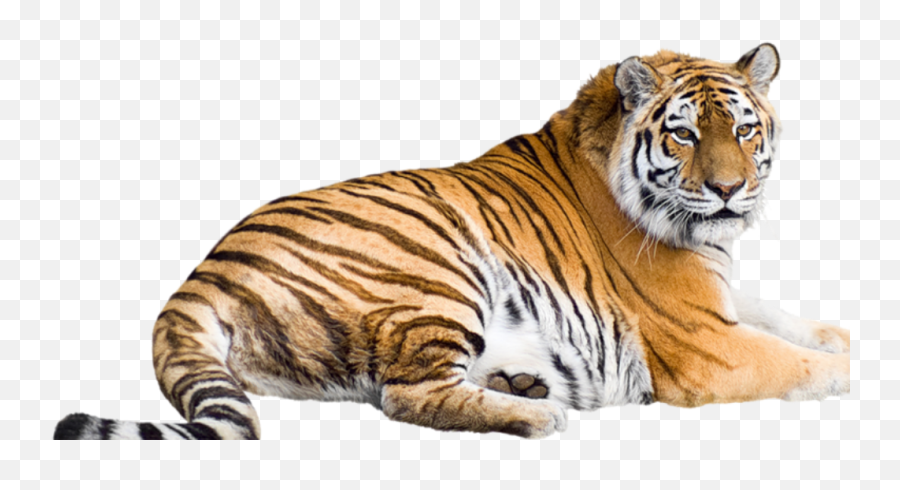 Malayan Tiger - Malayan Tiger Png Emoji,Tiger Png