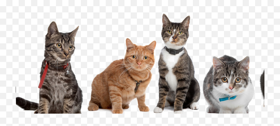 Cute Cat Png High - Banner Cats Emoji,Cat Png