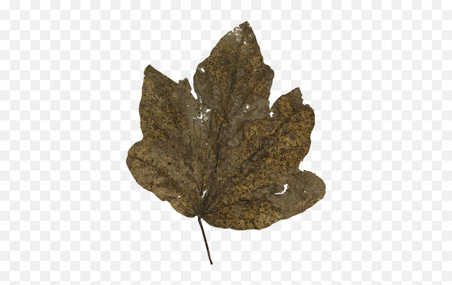 Dead Leaves - Landskan Plant Pathology Emoji,Leaf Transparent