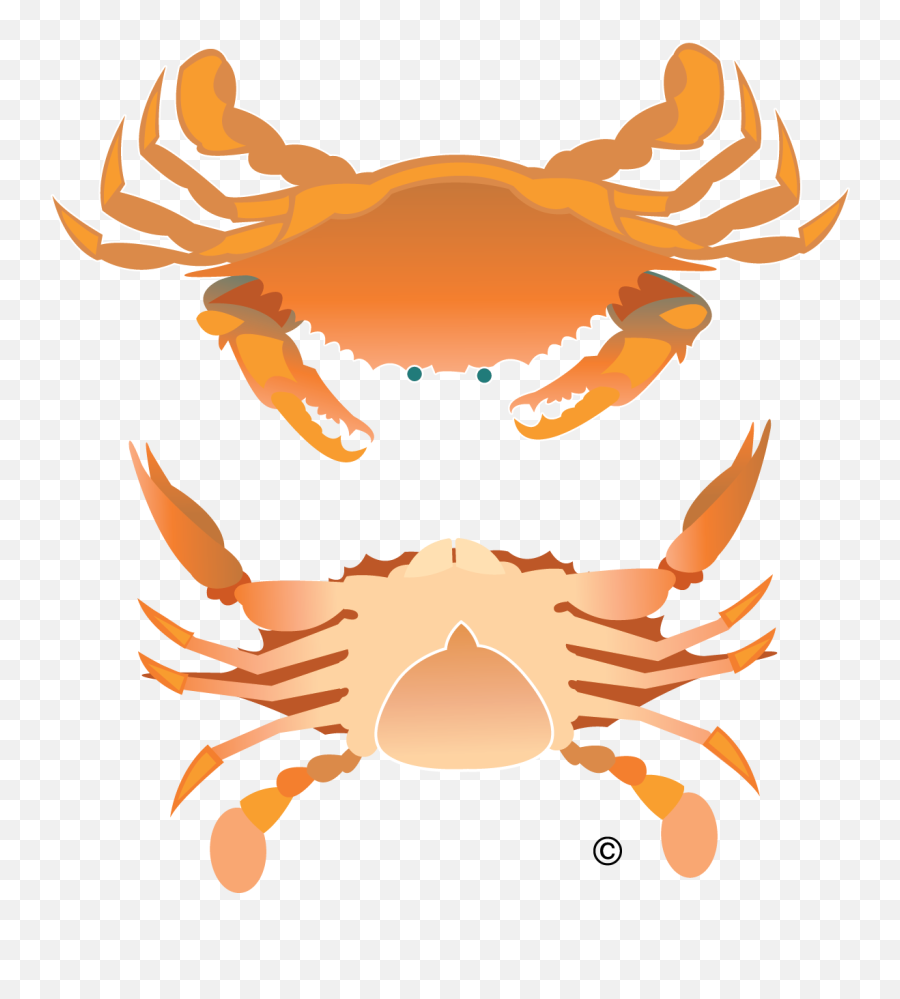 Vector Crab Illustration Clip Art - Rock Crab Full Size Crab Birds Eye View Emoji,Crab Transparent Background