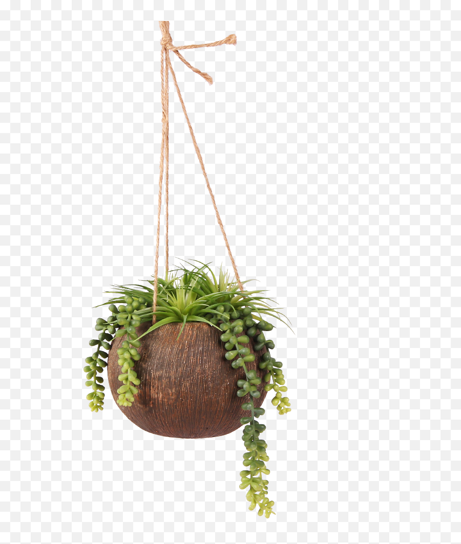 Living Kuwait - Hanging Plants Png Emoji,Hanging Plant Png