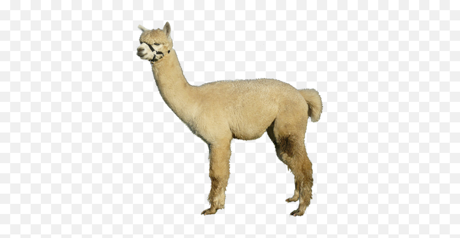 Arabian Camel Png Download - Animal Figure Emoji,Alpaca Png