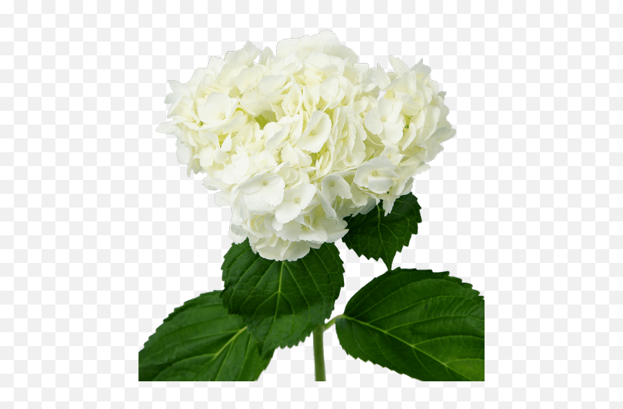White Hydrangeas - Smooth Hydrangea Emoji,Hydrangea Png