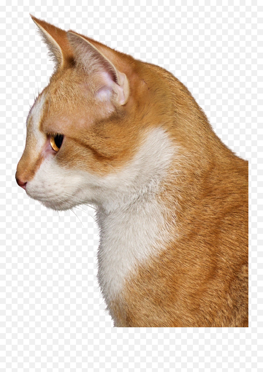 Cat Png Image - Cat Head Transparent Background Emoji,Cat Png