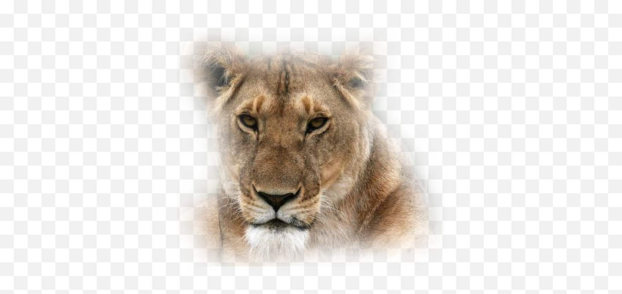 Lioness - Lioness Face Transparent Png Emoji,Lioness Png