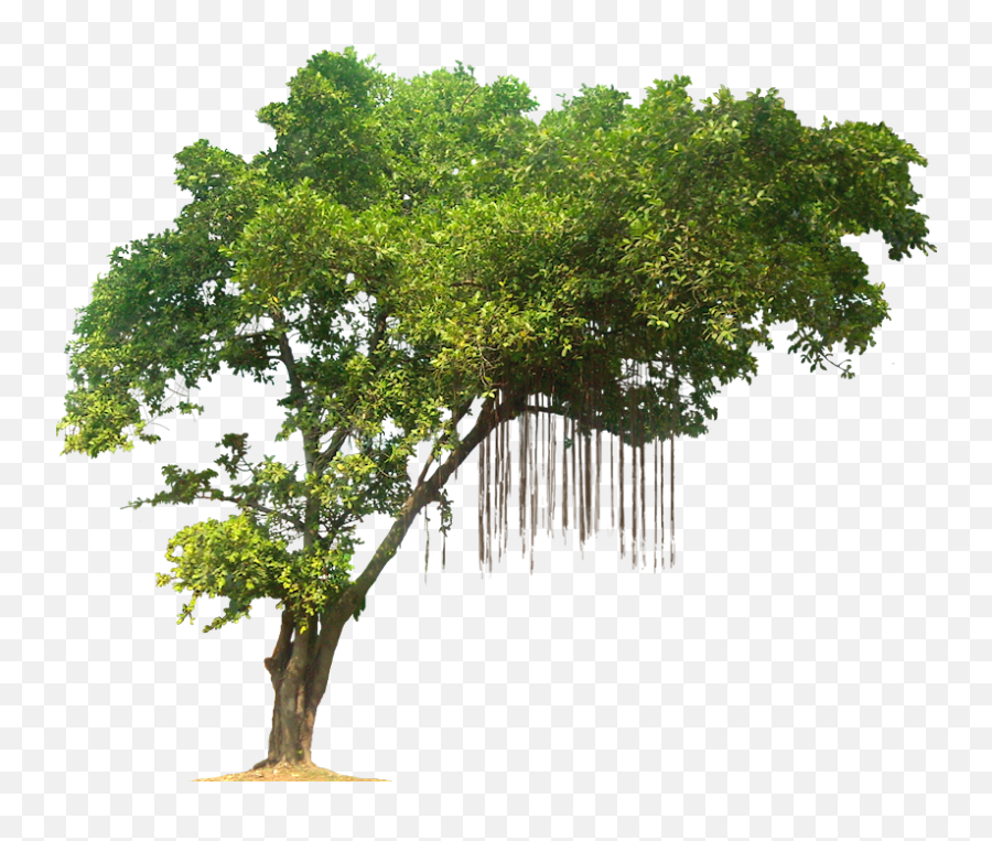 Jungle Tree Png Image - Transparent Jungle Tree Png Emoji,Trees Png