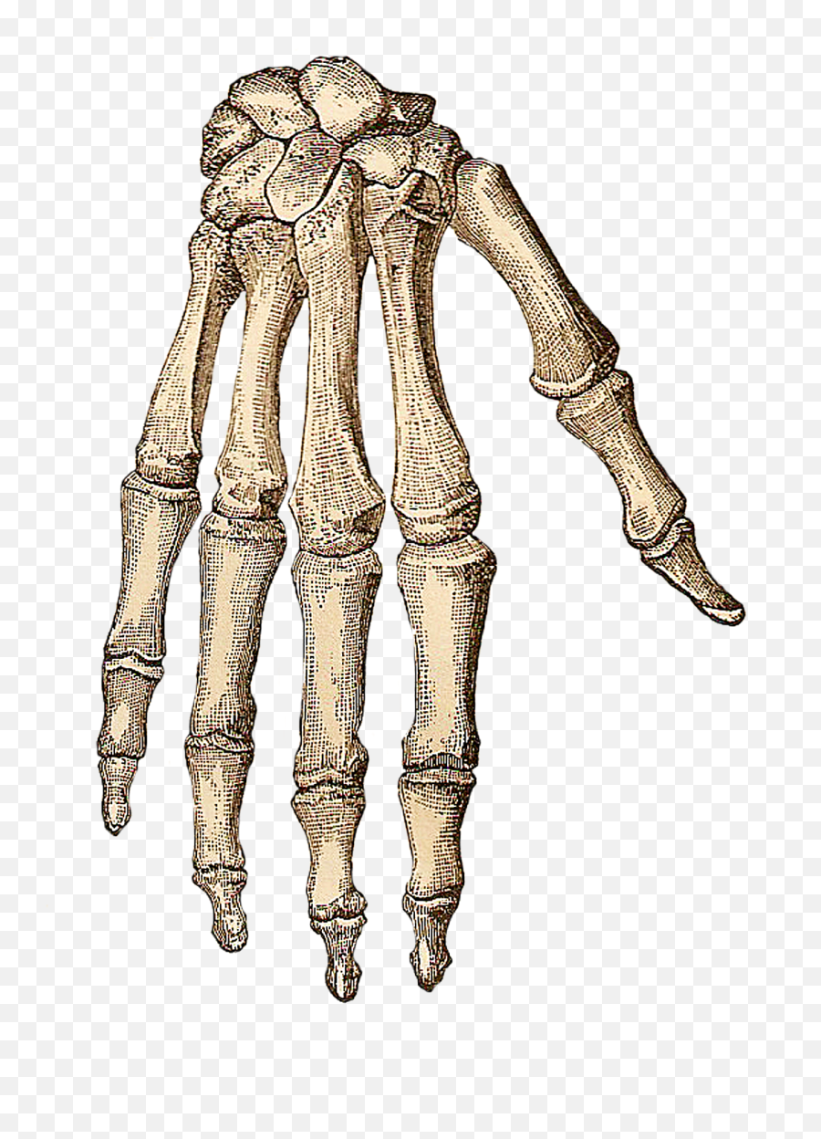 Human Skeleton Hand Bone Clip Art - Human Skeleton Hand Free Emoji,Skeleton Hand Png